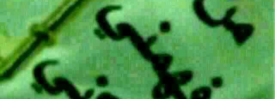 باسل الاسد Cover Image